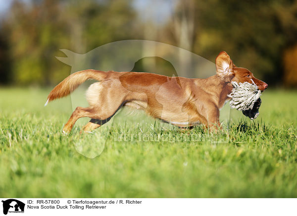 Nova Scotia Duck Tolling Retriever / Nova Scotia Duck Tolling Retriever / RR-57800