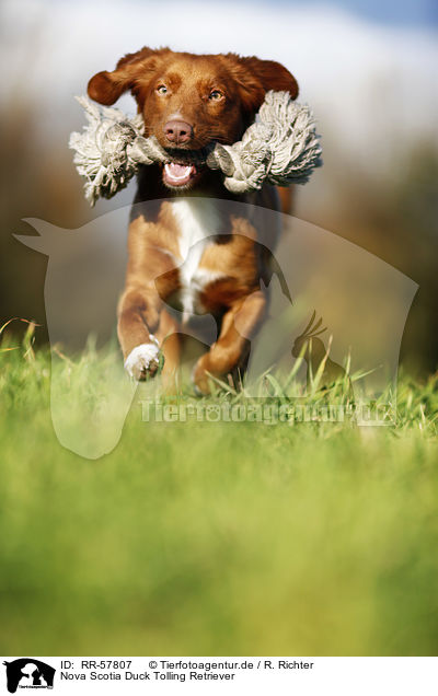 Nova Scotia Duck Tolling Retriever / Nova Scotia Duck Tolling Retriever / RR-57807