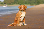 Nova Scotia Duck Tolling Retriever