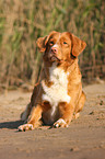 Nova Scotia Duck Tolling Retriever