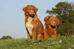 Nova Scotia Duck Tolling Retriever