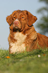 Nova Scotia Duck Tolling Retriever