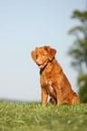 Nova Scotia Duck Tolling Retriever