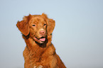 Nova Scotia Duck Tolling Retriever