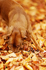 Nova Scotia Duck Tolling Retriever