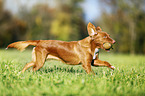 Nova Scotia Duck Tolling Retriever