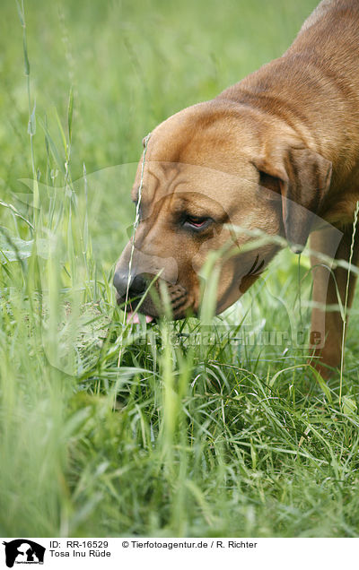 Tosa Inu R�de / RR-16529