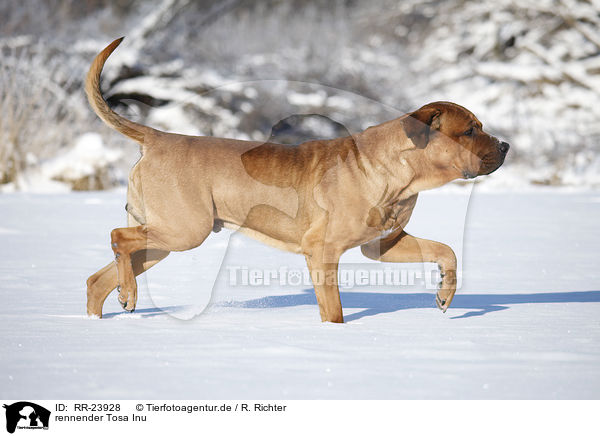 rennender Tosa Inu / running Tosa Inu / RR-23928