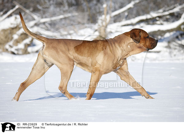 rennender Tosa Inu / running Tosa Inu / RR-23929