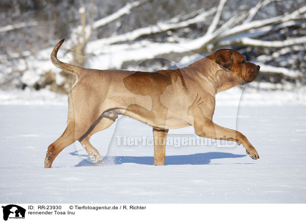 rennender Tosa Inu / running Tosa Inu / RR-23930