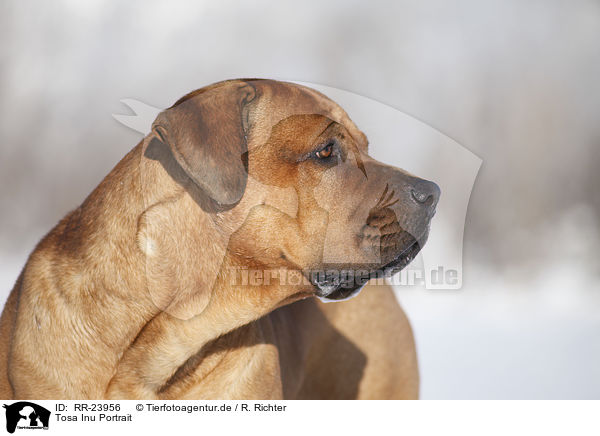 Tosa Inu Portrait / RR-23956