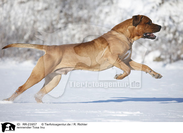 rennender Tosa Inu / RR-23957
