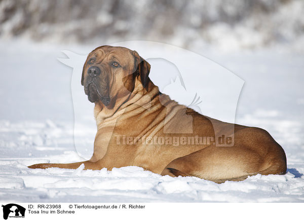 Tosa Inu im Schnee / RR-23968