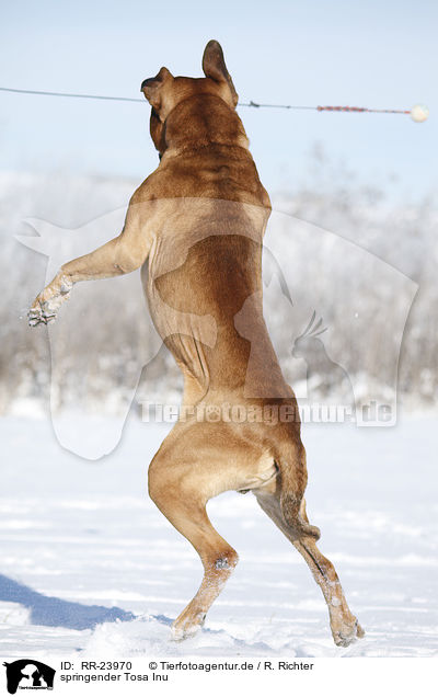 springender Tosa Inu / jumping Tosa Inu / RR-23970