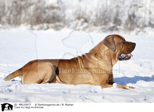 Tosa Inu liegt im Schnee / RR-23977
