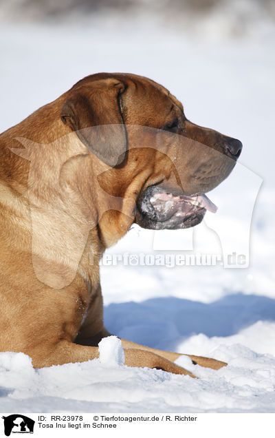 Tosa Inu liegt im Schnee / RR-23978
