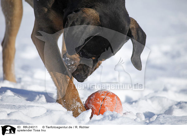 spielender Tosa Inu / RR-24011