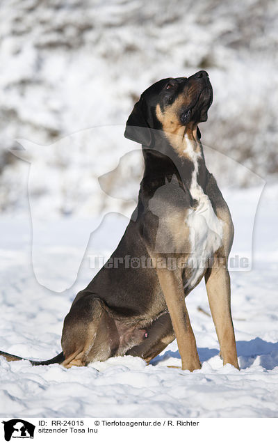 sitzender Tosa Inu / RR-24015