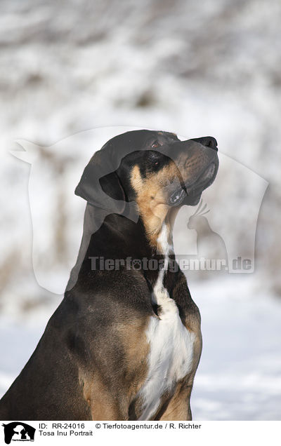 Tosa Inu Portrait / RR-24016