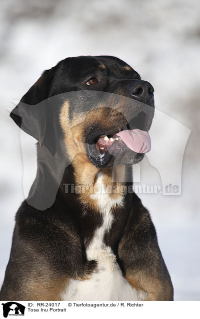 Tosa Inu Portrait / RR-24017