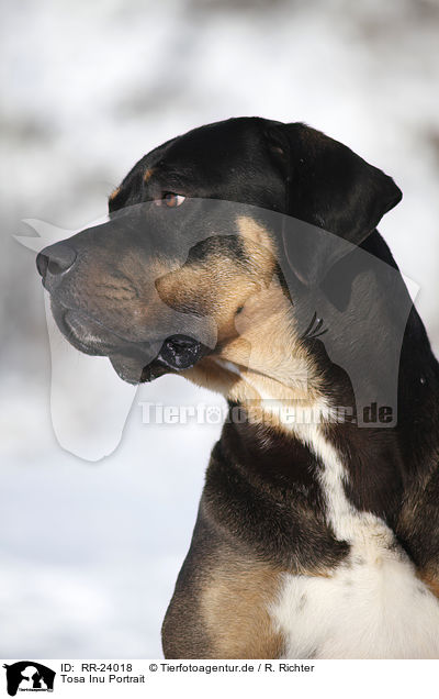 Tosa Inu Portrait / RR-24018