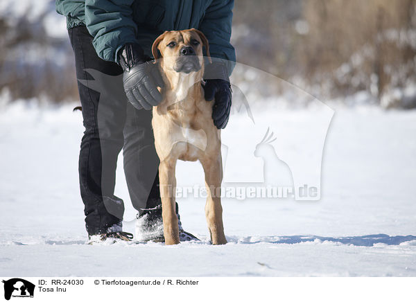 Tosa Inu / RR-24030