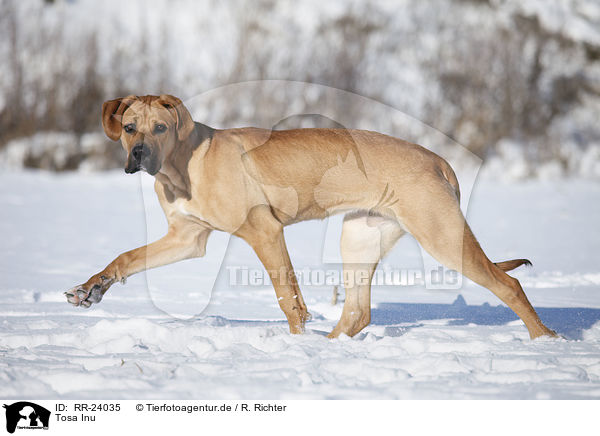 Tosa Inu / RR-24035