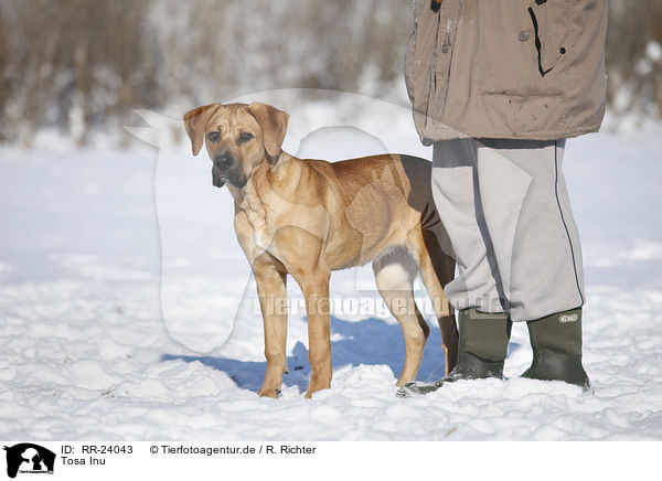 Tosa Inu / RR-24043