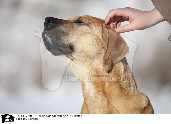Tosa Inu Portrait / Tosa Inu Portrait / RR-24050