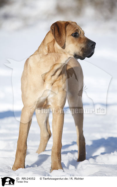 Tosa Inu / RR-24052