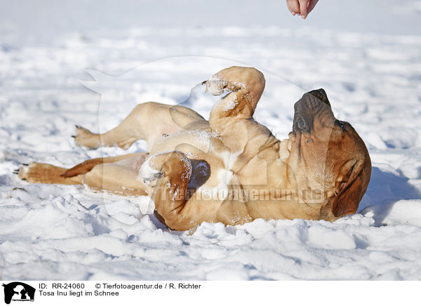 Tosa Inu liegt im Schnee / Tosa Inu lying in snow / RR-24060