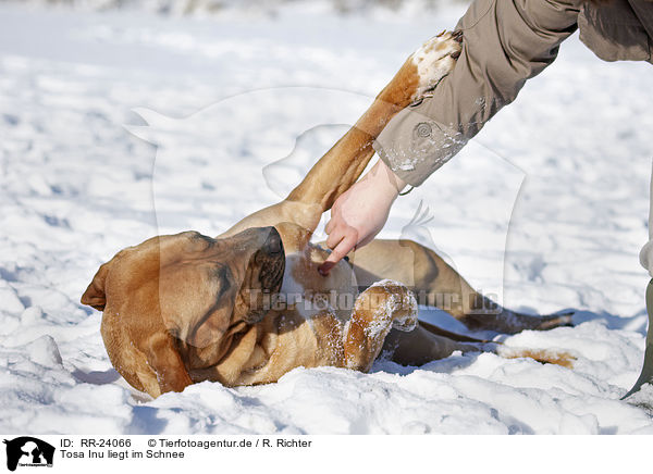 Tosa Inu liegt im Schnee / Tosa Inu lying in snow / RR-24066
