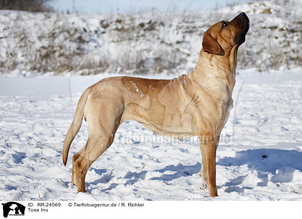 Tosa Inu / Tosa Inu / RR-24069