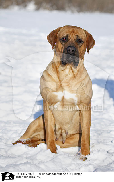 sitzender Tosa Inu / sitting Tosa Inu / RR-24071