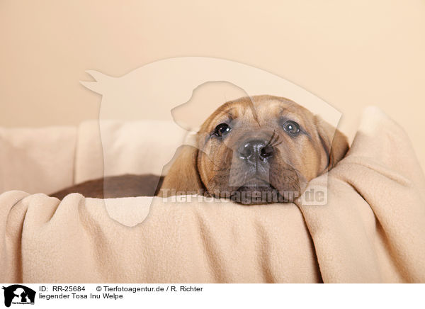 liegender Tosa Inu Welpe / RR-25684