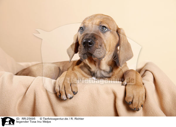liegender Tosa Inu Welpe / RR-25695