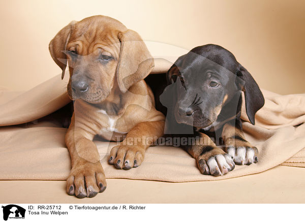 Tosa Inu Welpen / RR-25712