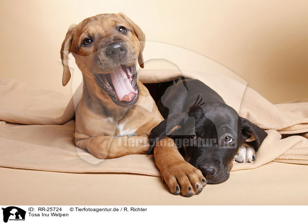 Tosa Inu Welpen / RR-25724