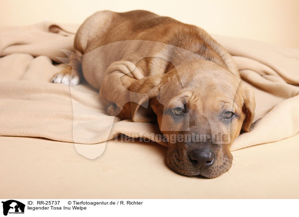 liegender Tosa Inu Welpe / RR-25737