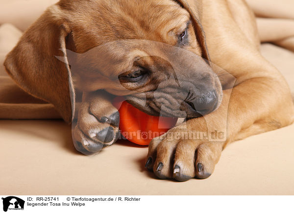 liegender Tosa Inu Welpe / RR-25741