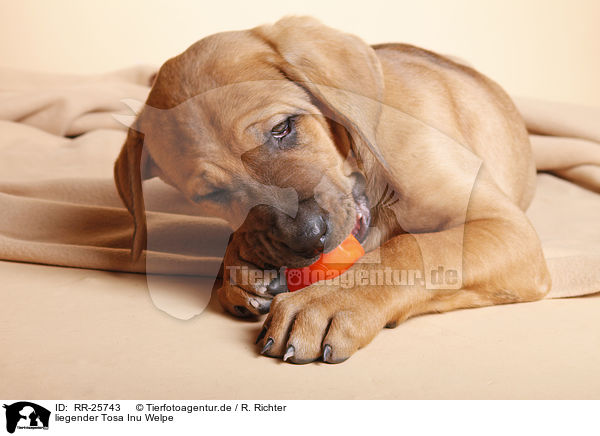 liegender Tosa Inu Welpe / lying Tosa Inu puppy / RR-25743