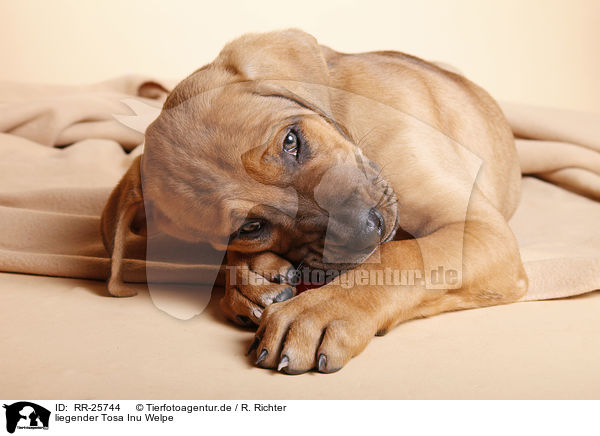 liegender Tosa Inu Welpe / RR-25744