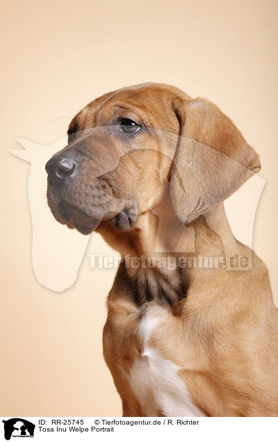 Tosa Inu Welpe Portrait / RR-25745