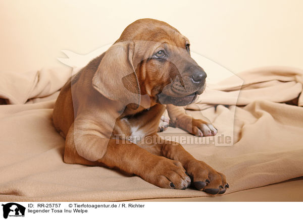 liegender Tosa Inu Welpe / RR-25757