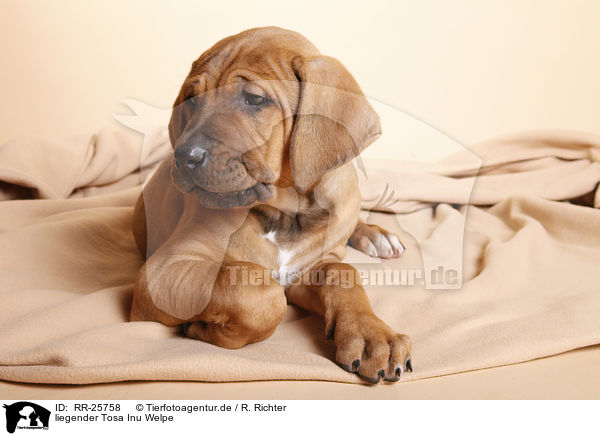 liegender Tosa Inu Welpe / lying Tosa Inu puppy / RR-25758