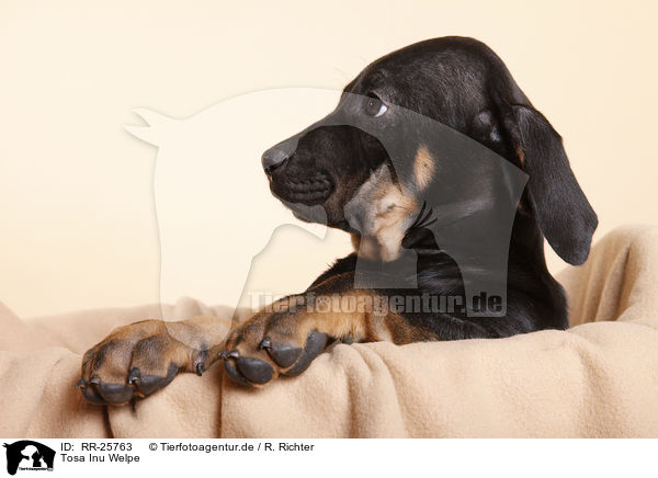 Tosa Inu Welpe / Tosa Inu puppy / RR-25763