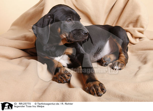 liegender Tosa Inu Welpe / lying Tosa Inu puppy / RR-25770