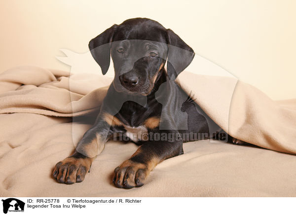liegender Tosa Inu Welpe / lying Tosa Inu puppy / RR-25778