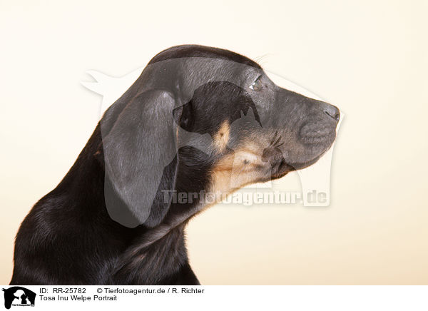 Tosa Inu Welpe Portrait / Tosa Inu puppy portrait / RR-25782