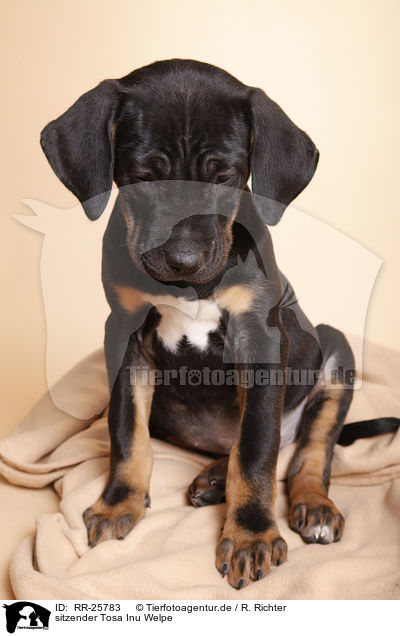 sitzender Tosa Inu Welpe / sitting Tosa Inu puppy / RR-25783